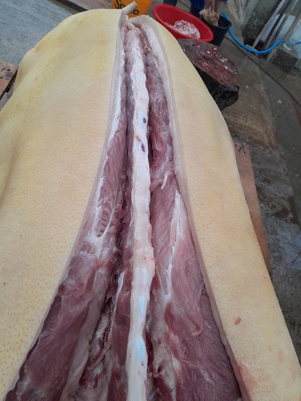porci Crăciun 