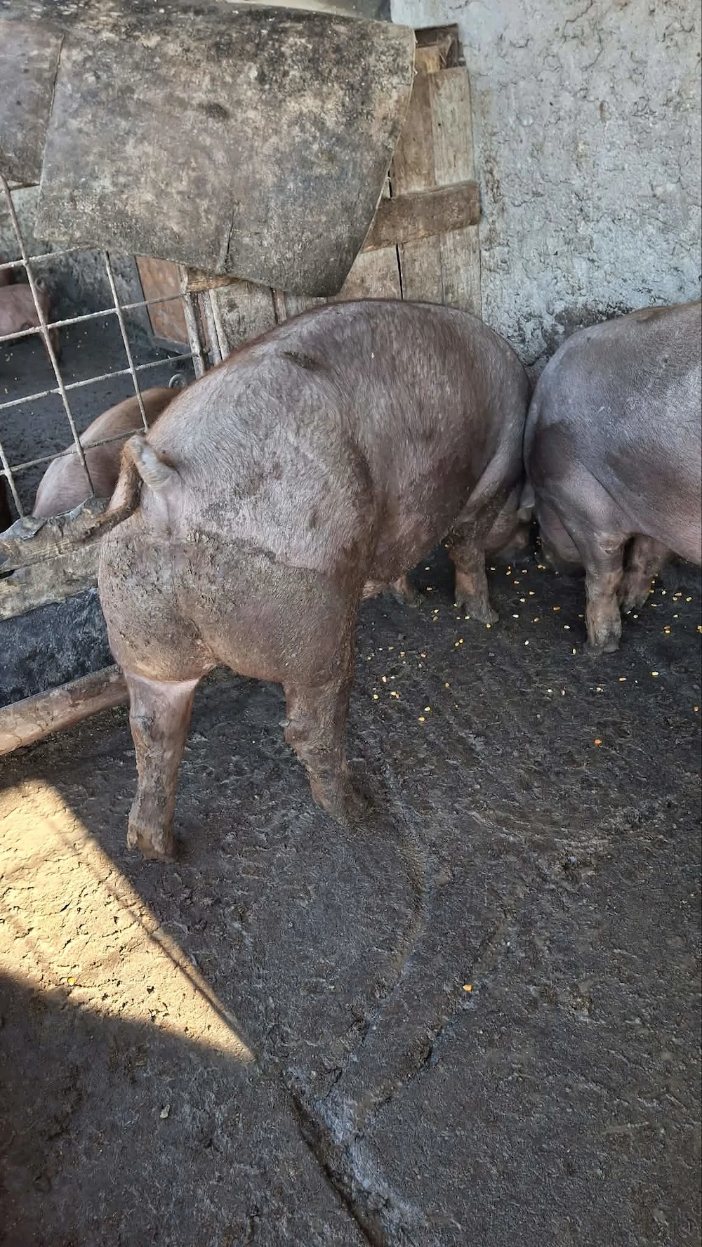 Vând porc duroc