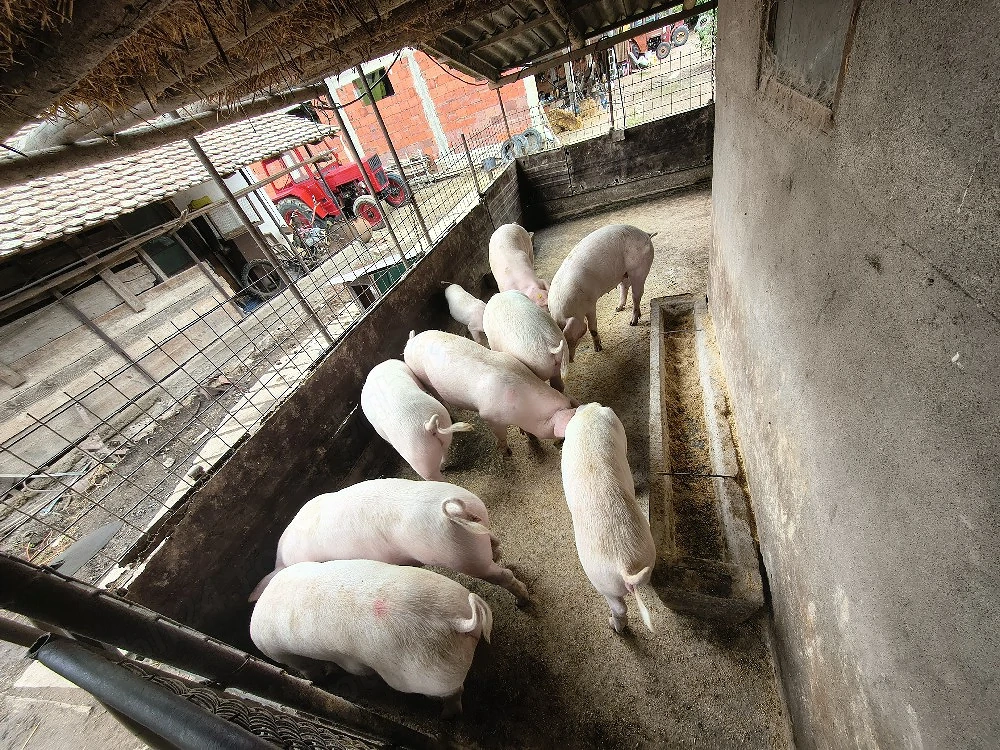 porci purcei de vânzare 