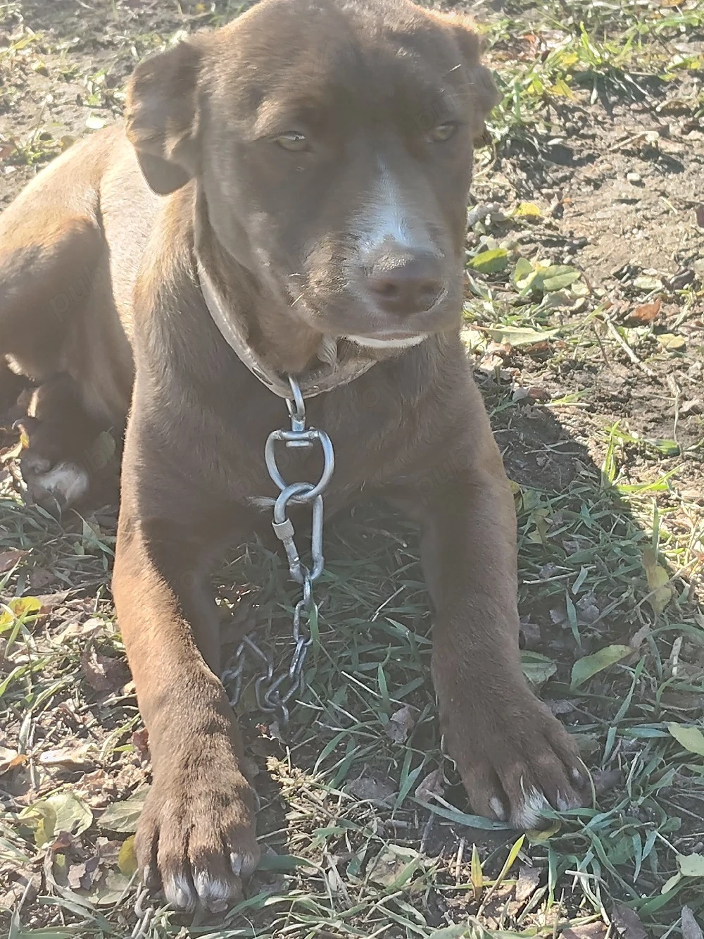 pui Amstaff 