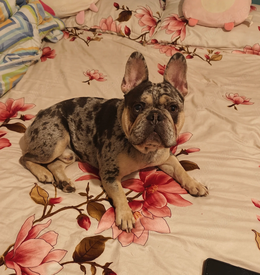 Mascul Bulldog francez cu pedigree 