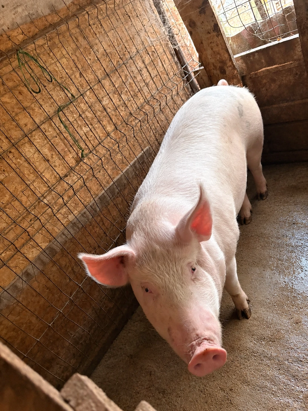  Porci de vânzare pentru craciun! 