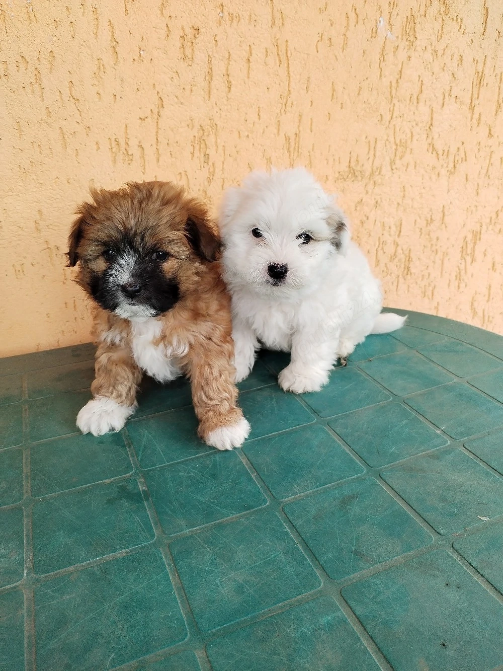 catei bichon