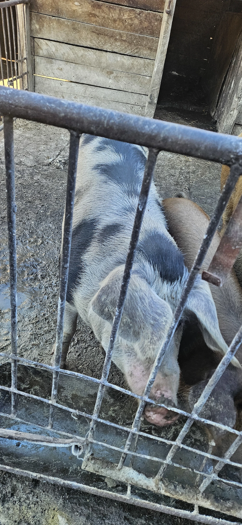 Porc de vanzare