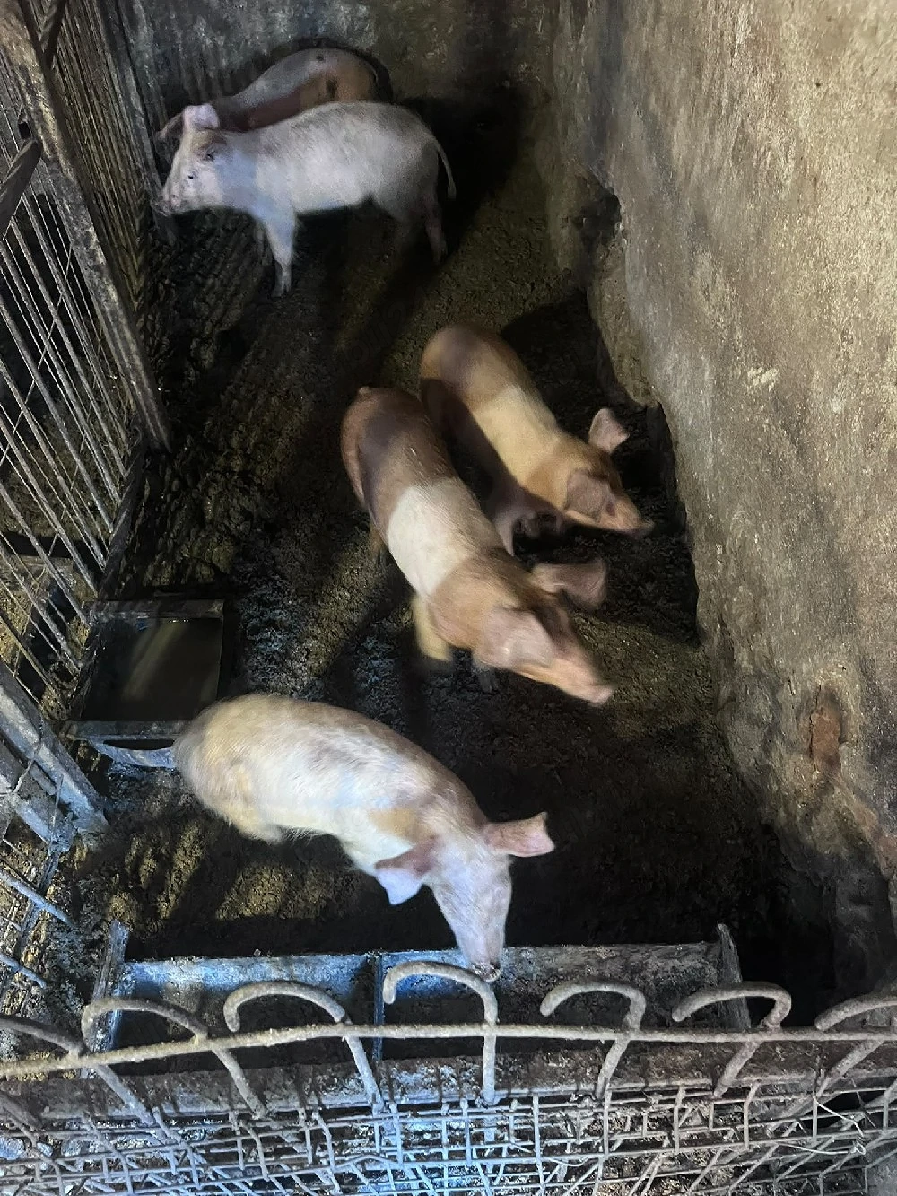 porci de vânzare 