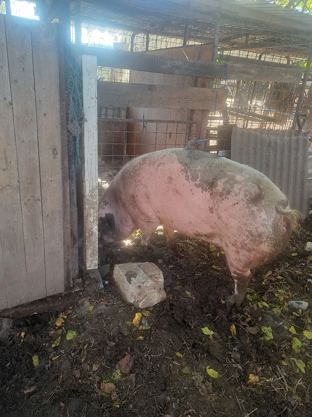 Porci mari de vanzare!