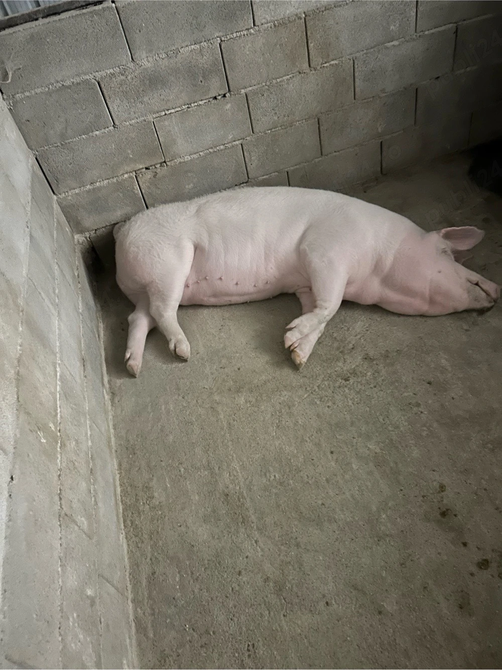 Vînd porci pentru sacrificat