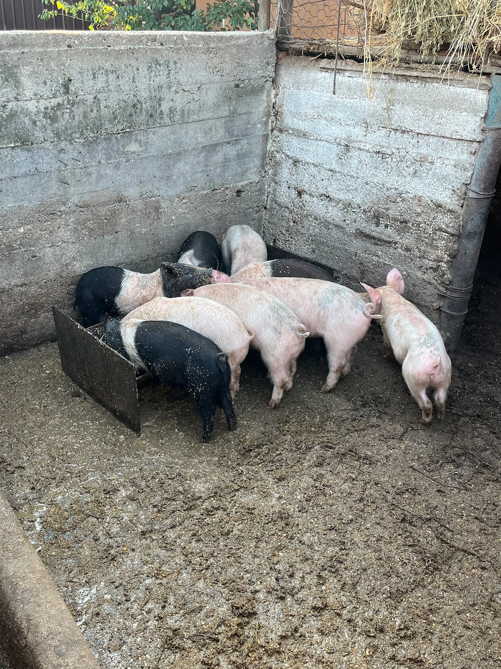 Vind purcei duroc