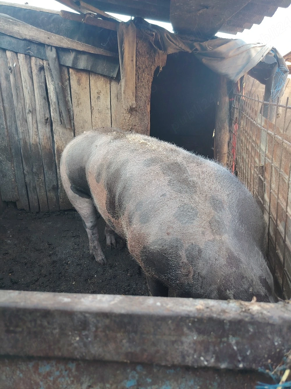 Vând în Gorj 