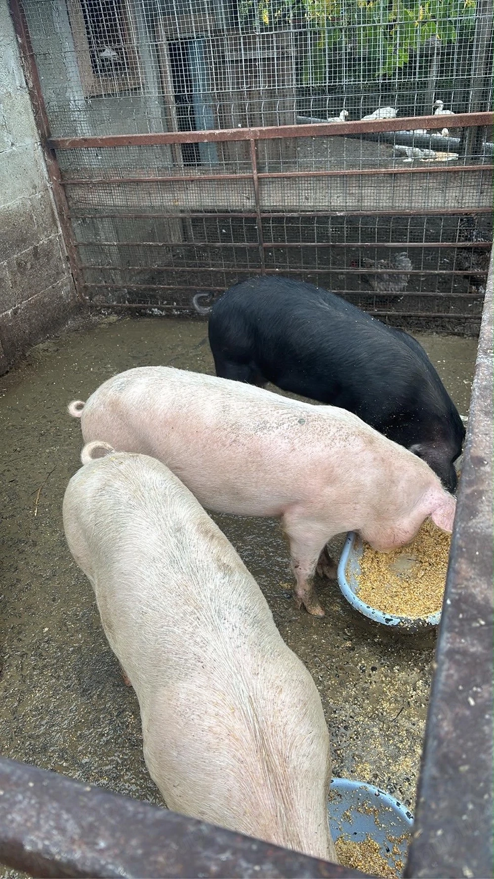 porci de vanzare 