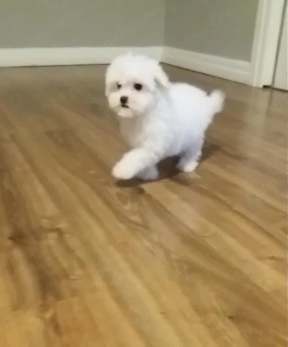 catelusi bichon pufoși 