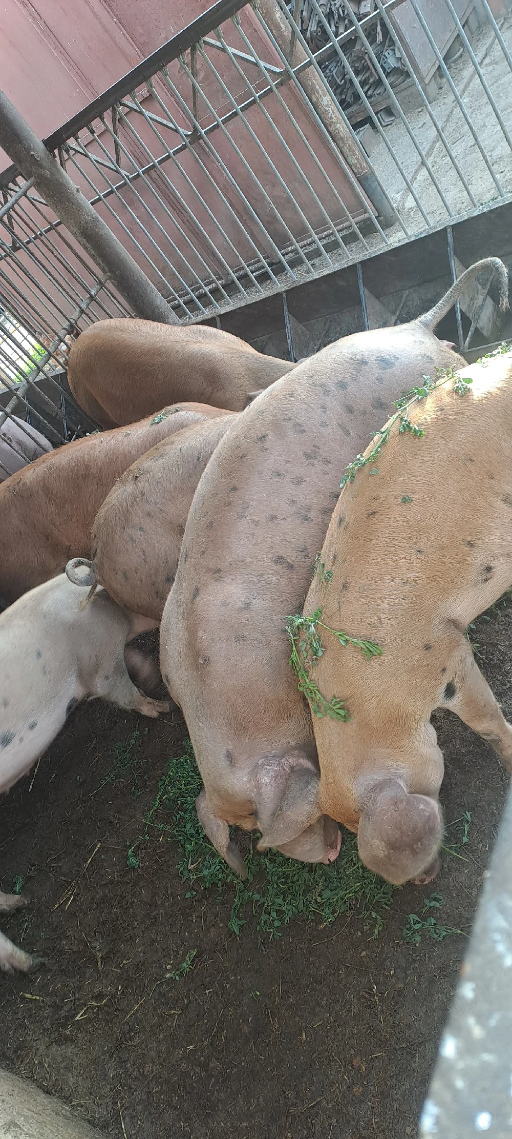 Vînd șuldei 40 - 60kg