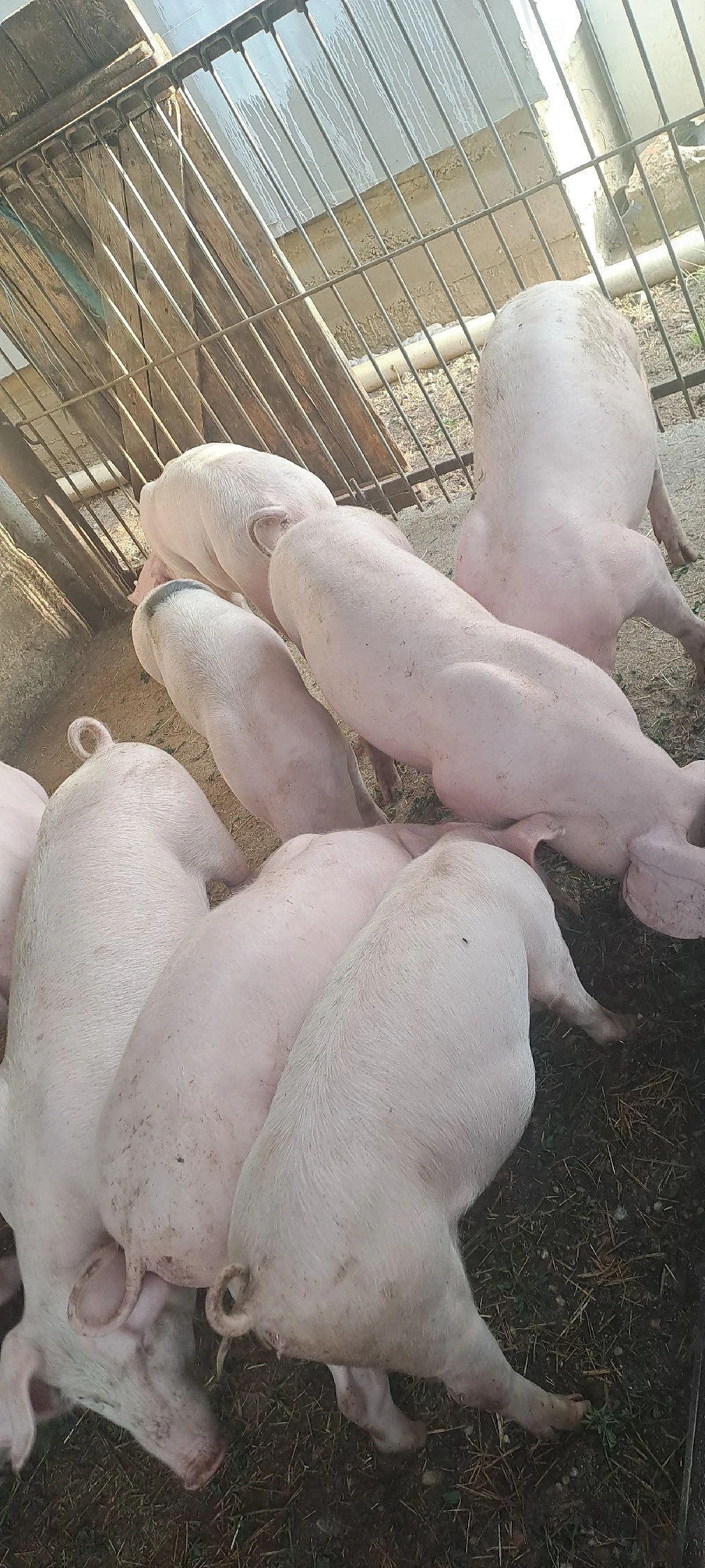 Vînd șuldei 30 _ 40 kg 