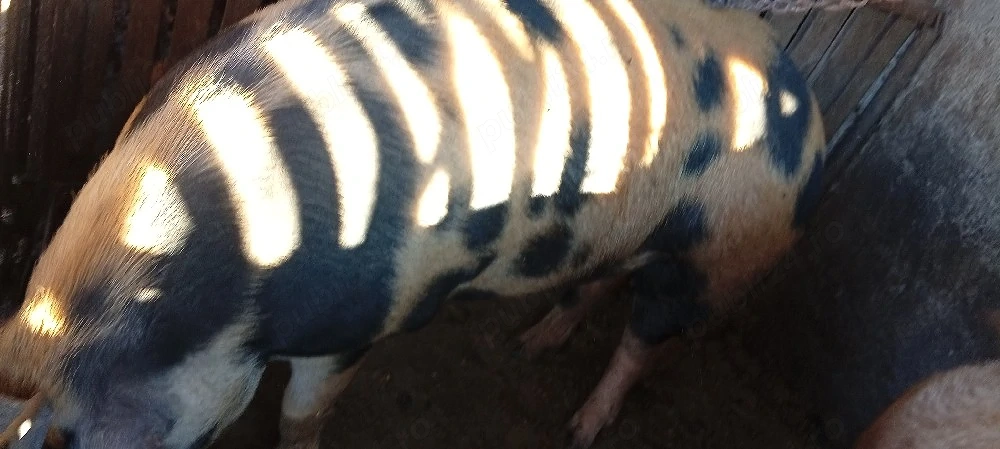 Vand 2 porci 