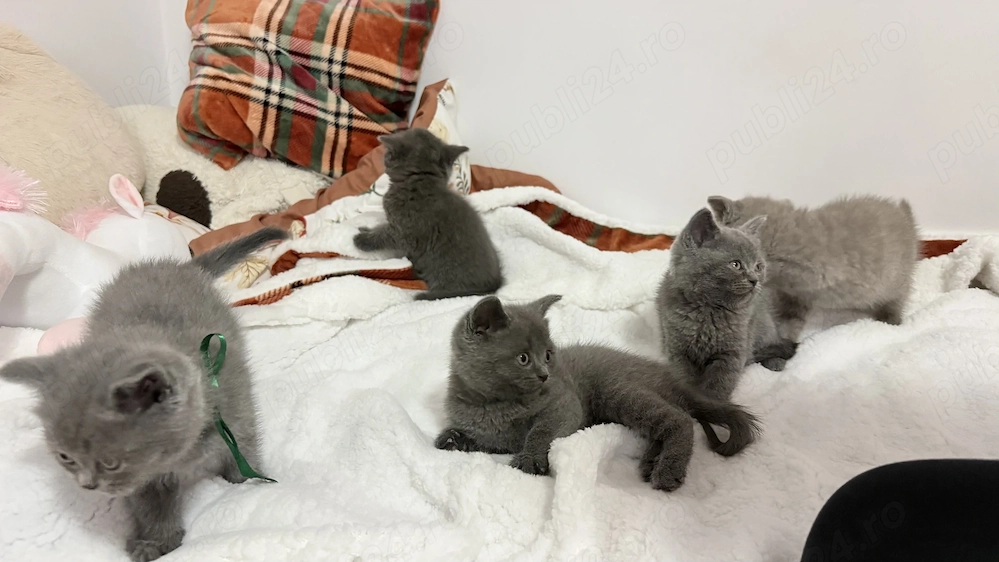 British shorthair 