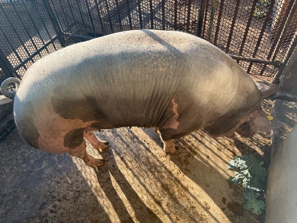 Porc pentru taiat de craciun 