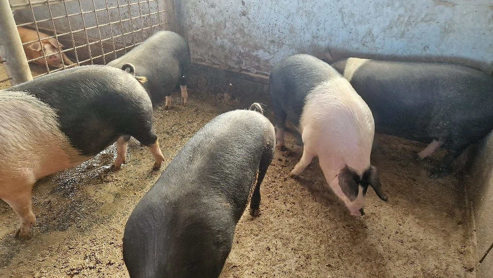 disponibili