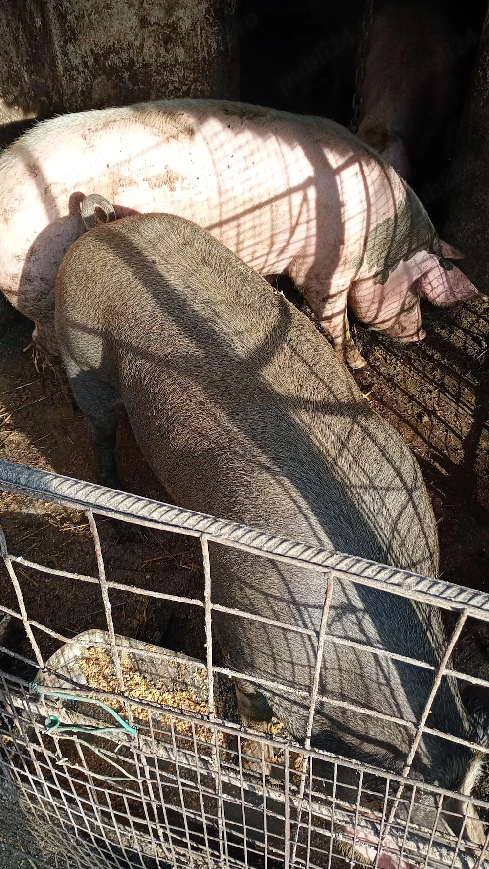 Porci de vânzare, sat Gruiu, județul Călărași!!