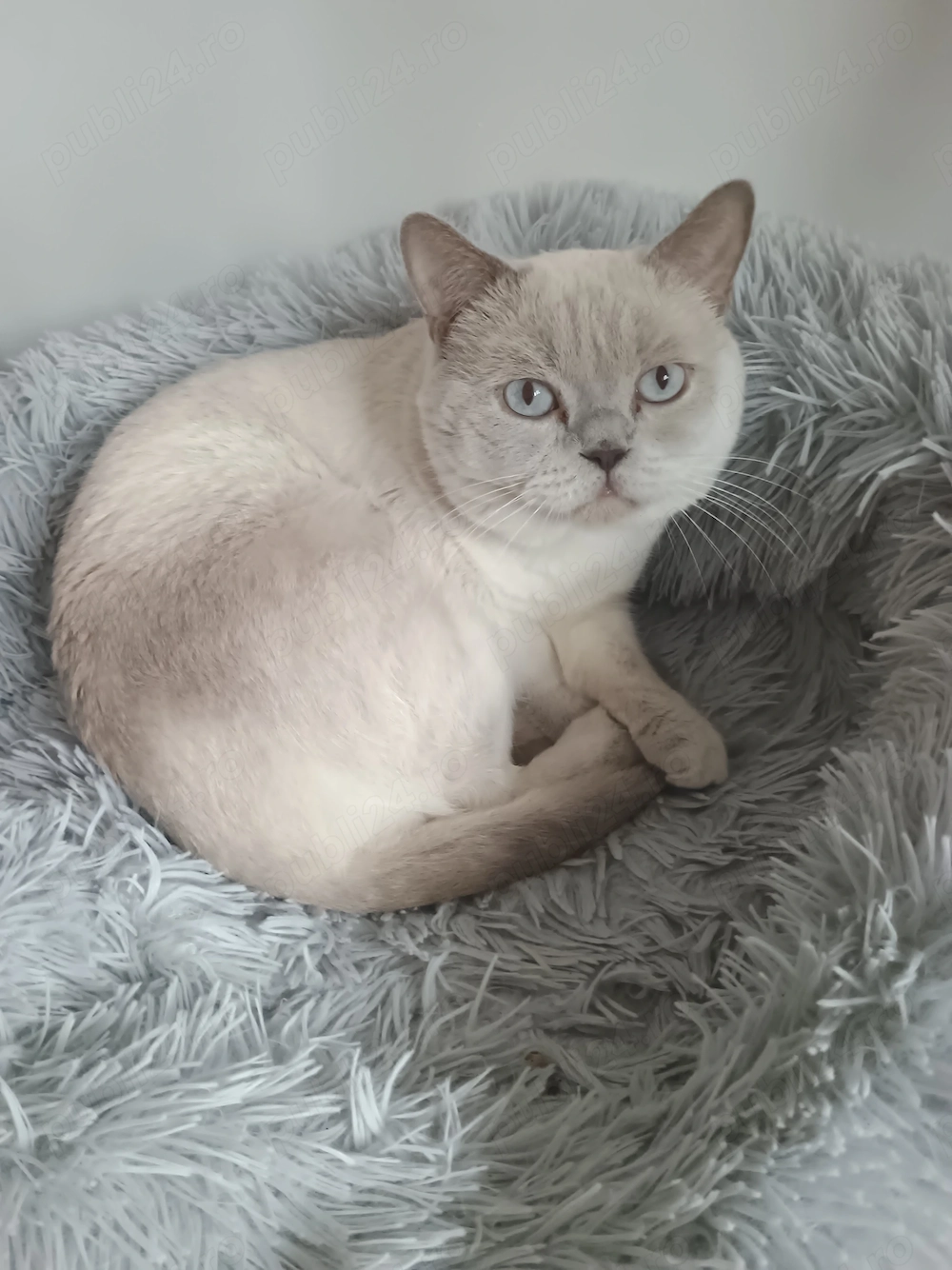 Motan british shorthair