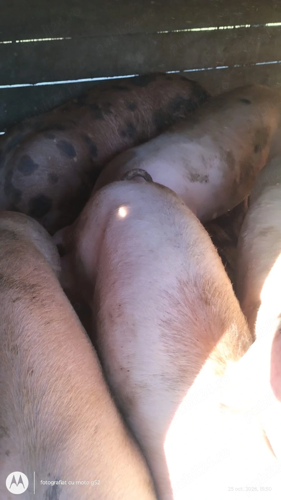 Vand porci