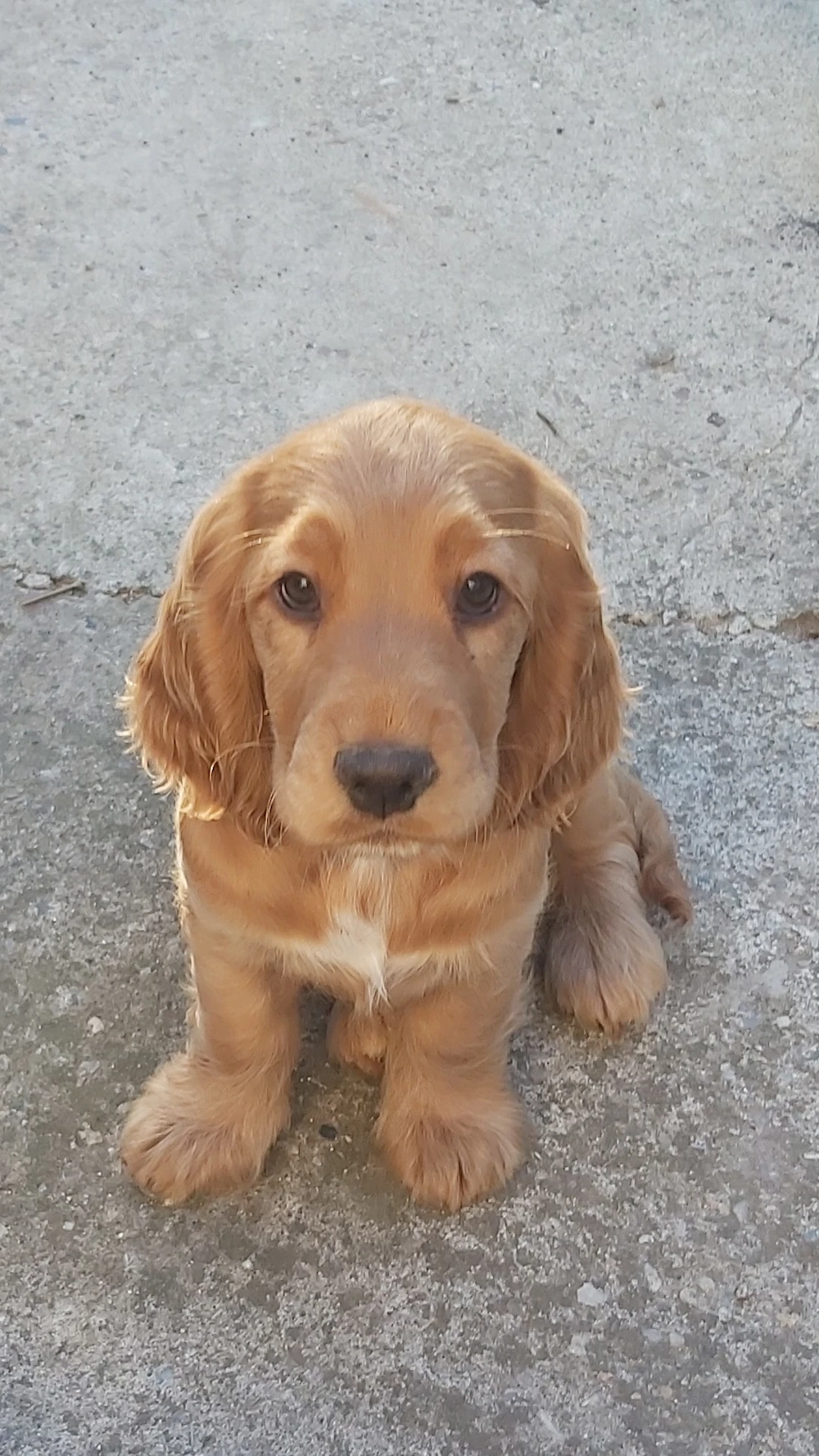 Cocker spaniel englez 