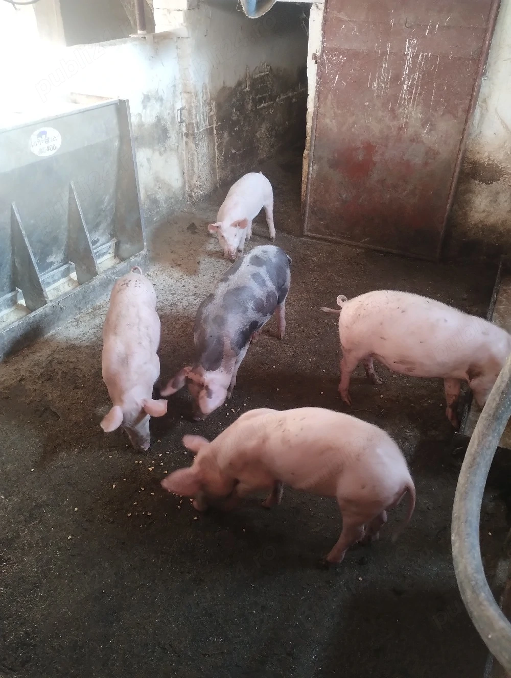 Vând 6 grăsuni, preț 350 Ron.