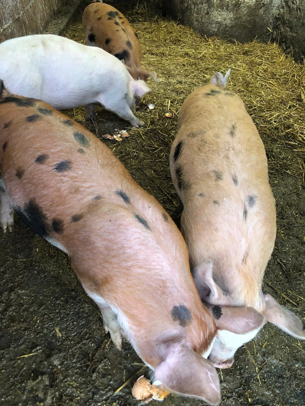 Vand purcei  rasa duroc cu petrean 
