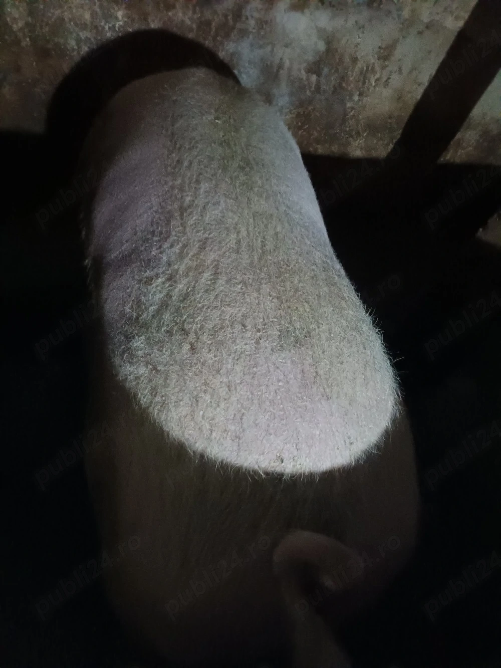 vand porci peste 300kg