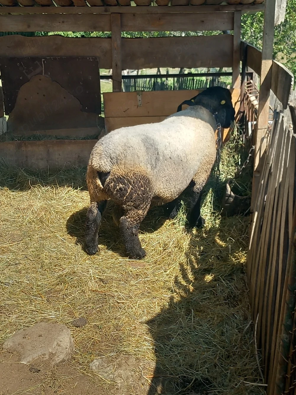 Berbec suffolk de vanzare