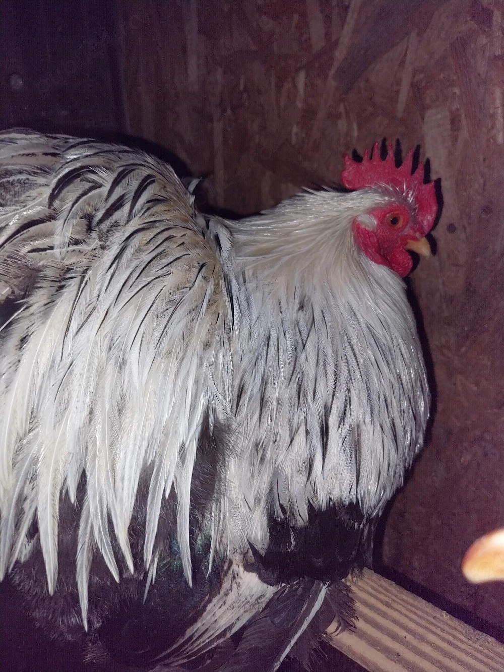 Cochinchina pitic herminat închis 