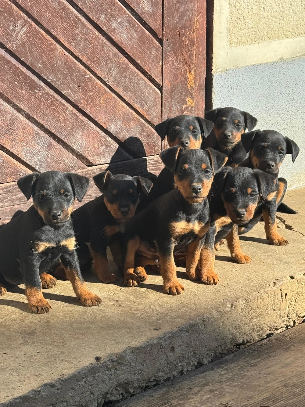 Vând căței Jagdterrier
