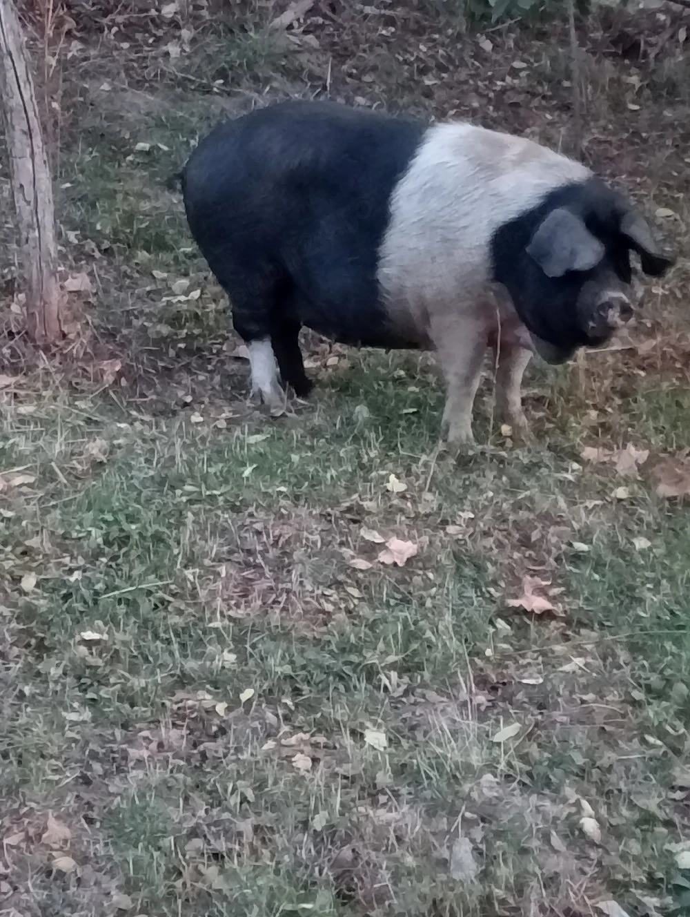 scroafă de vânzare 