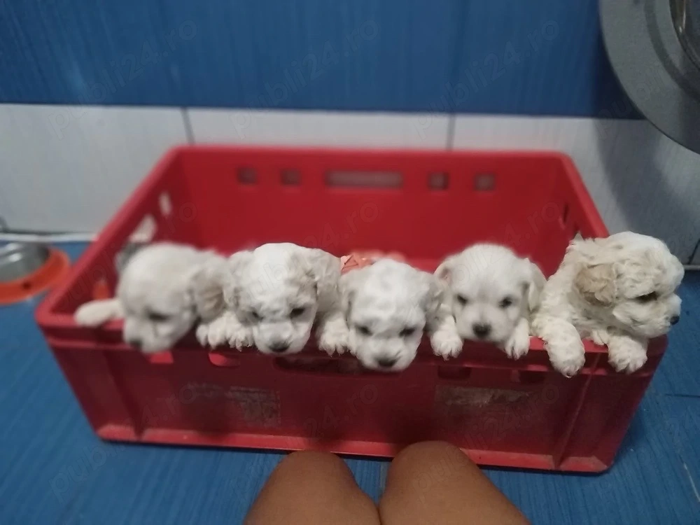 Vand catelusi bichon originali