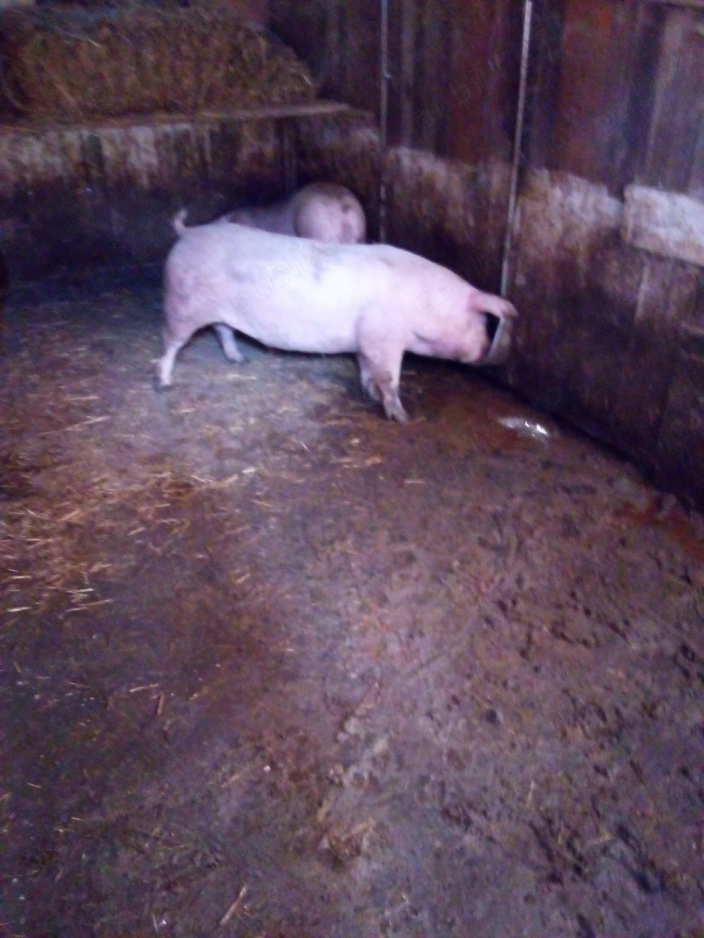 porci 11ron kg