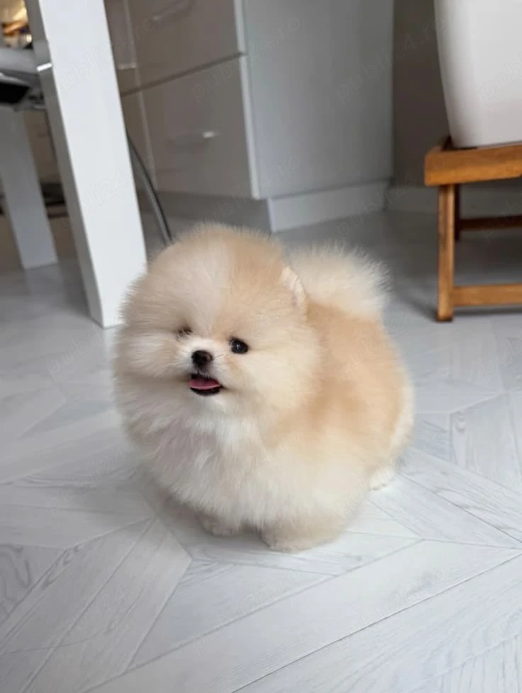 Pomeranian talie mica 