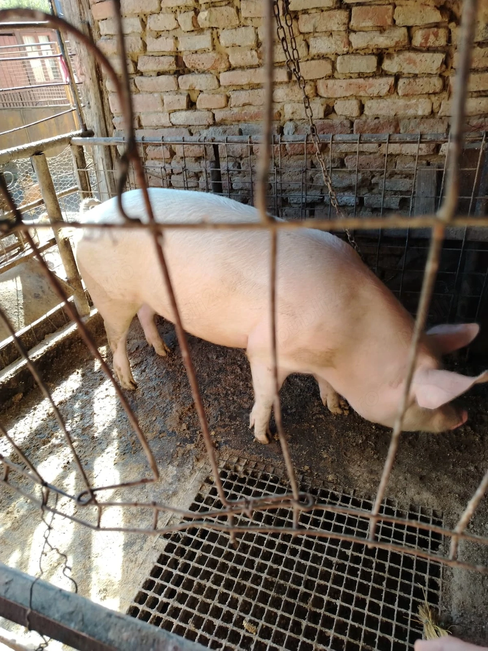 Vand porc  160 de kg 