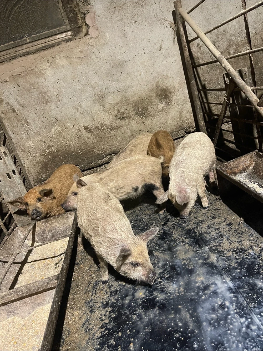 porci purcei mangalita 