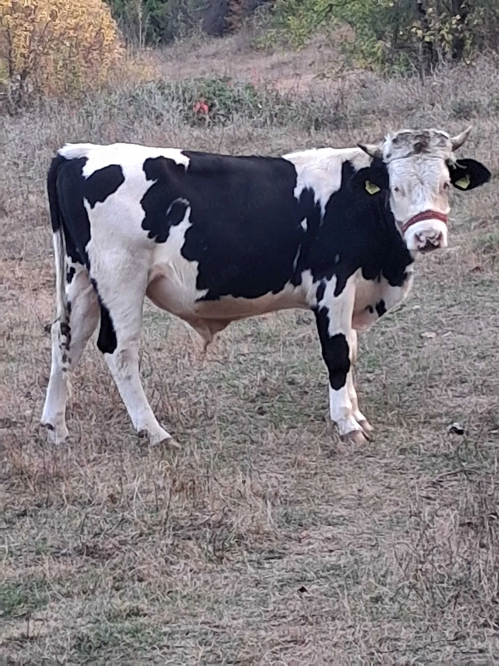 Vând vițel rasa holstein 1 an și 2 luni 