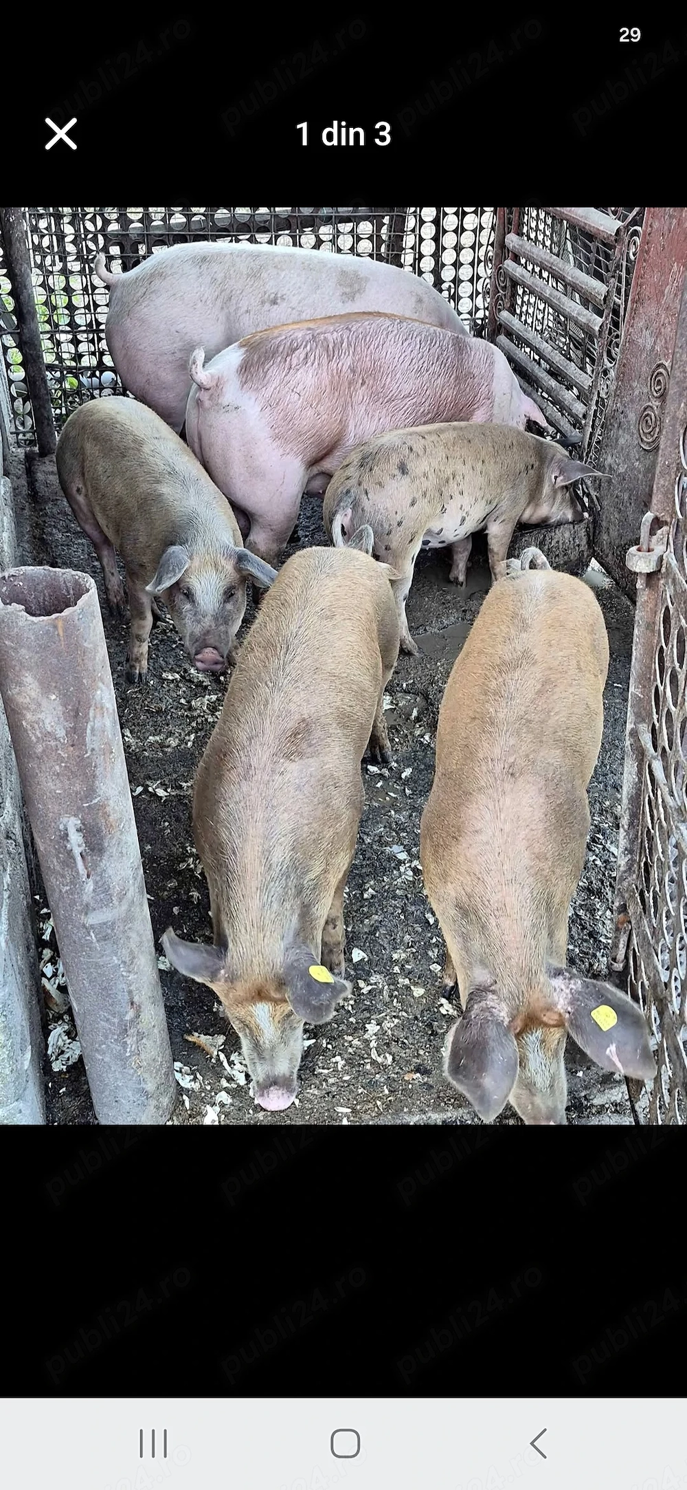 Vând porci de curte crescuți natural   