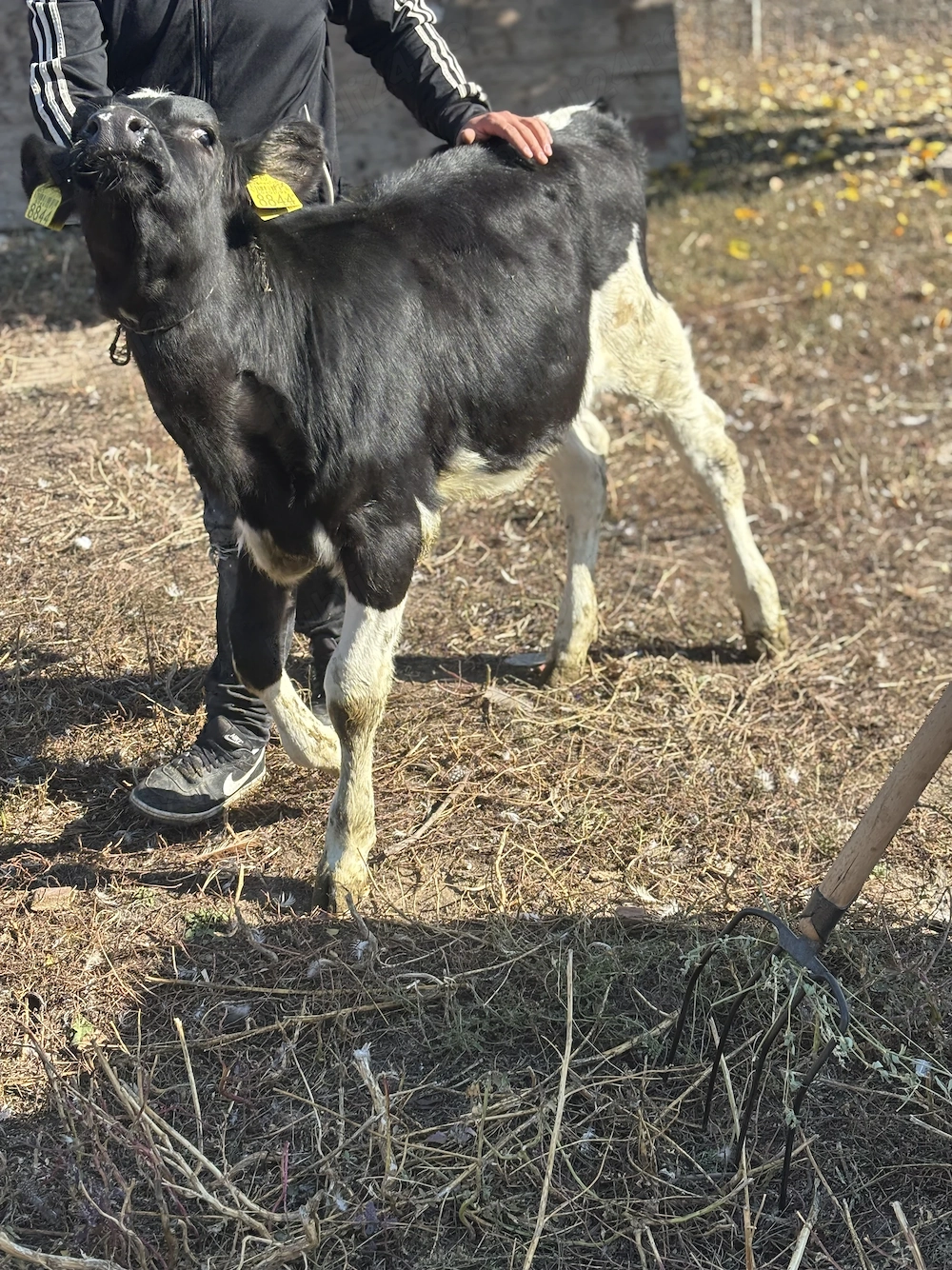 Vand vitea de 4 luni 2.400 lei negociabil 