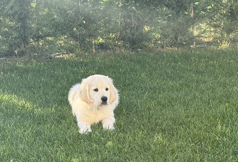 Pui Golden Retriever 