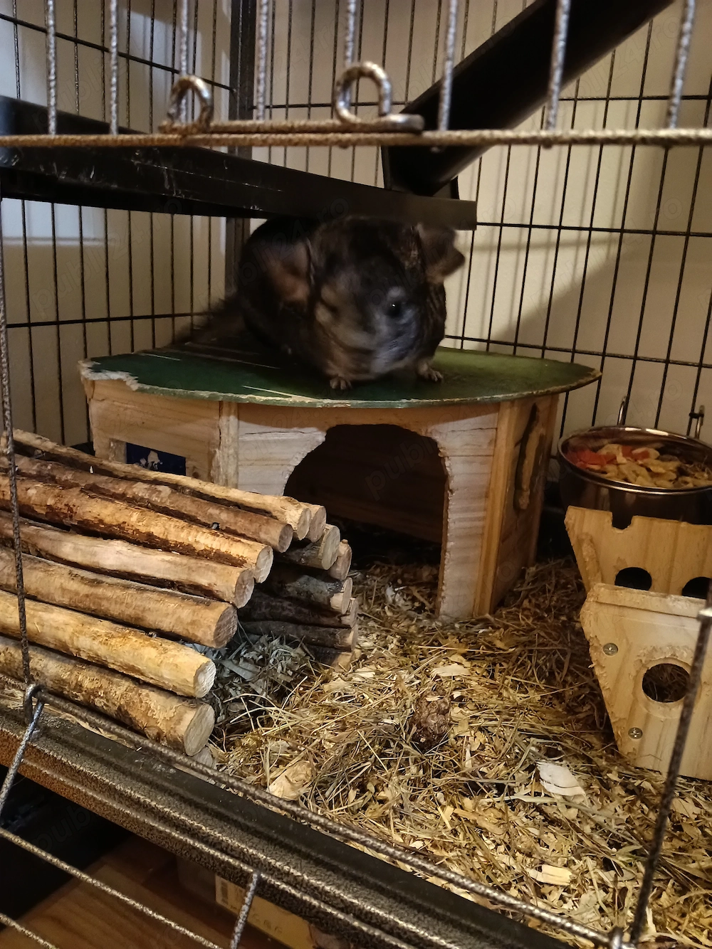 Vând 2 maaculi Chinchila