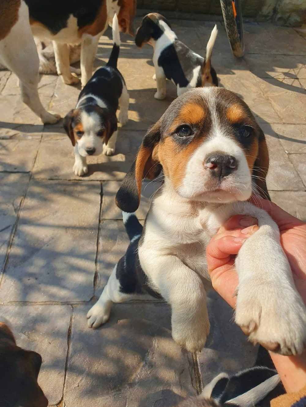 Beagle Tricolor