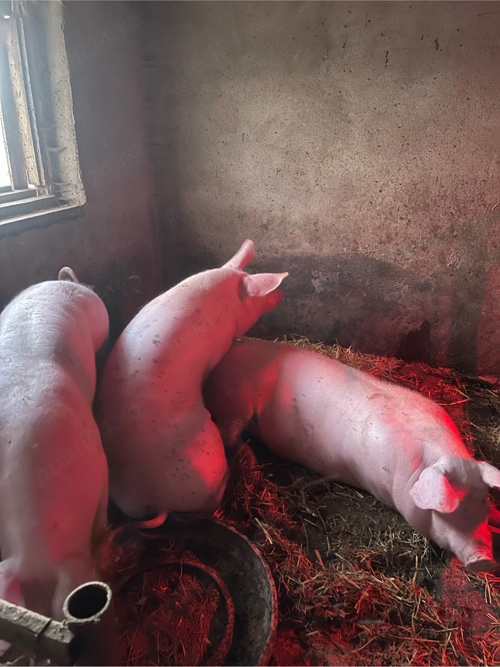 Porci de vanzare!!