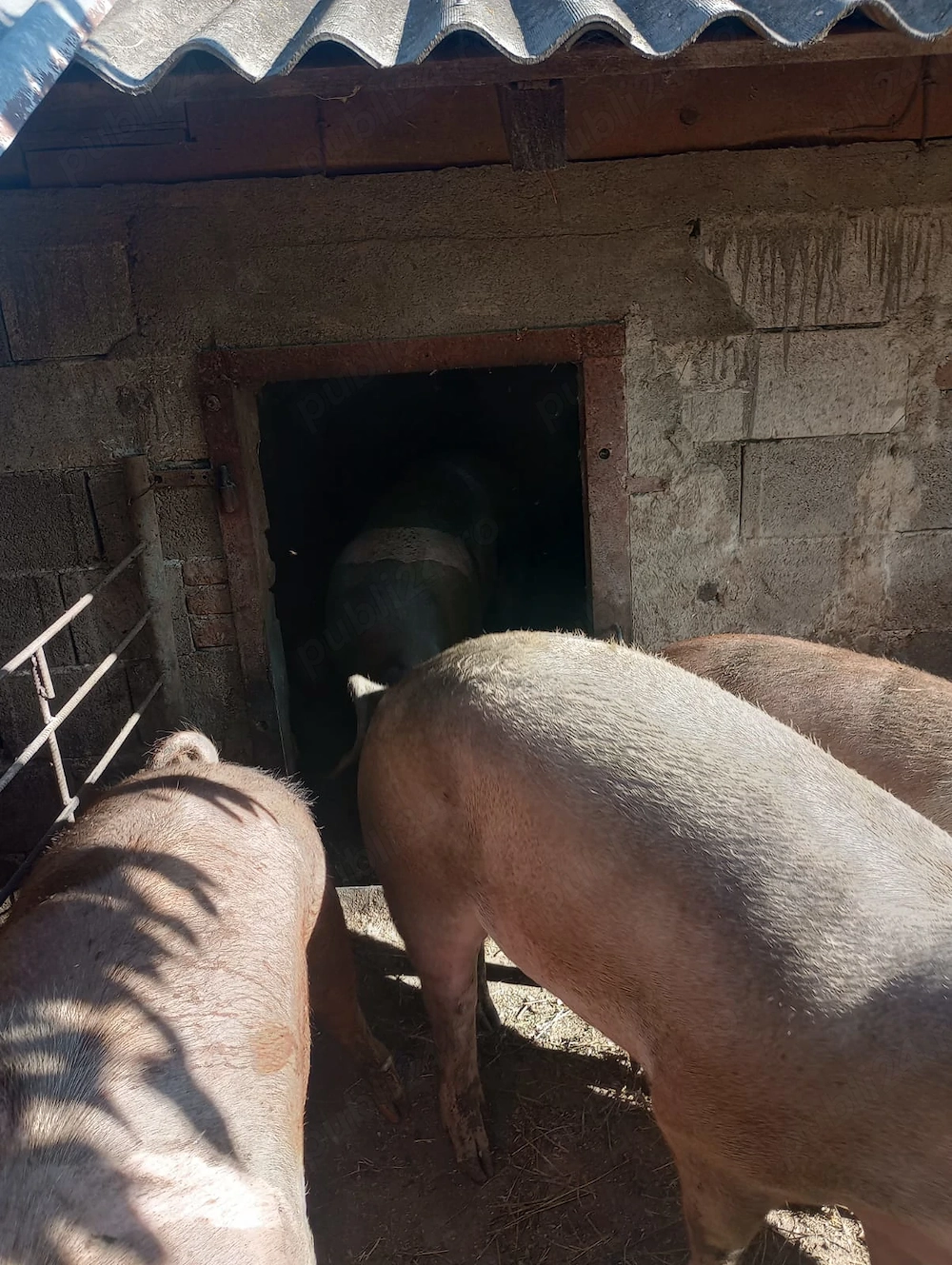 Vand porci de la 100 kg la 300 kg