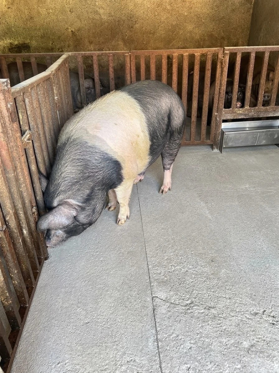 Vând porc Bazna 