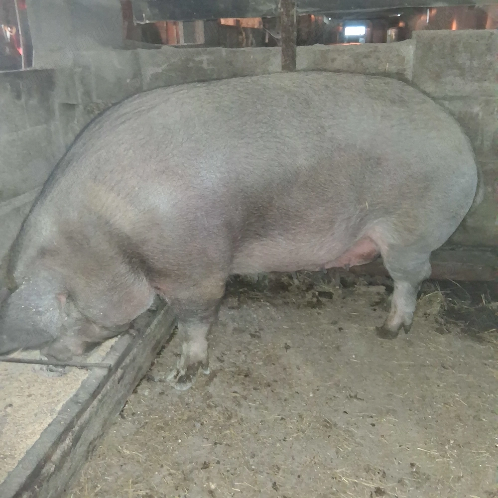 Porci pt sacrificare
