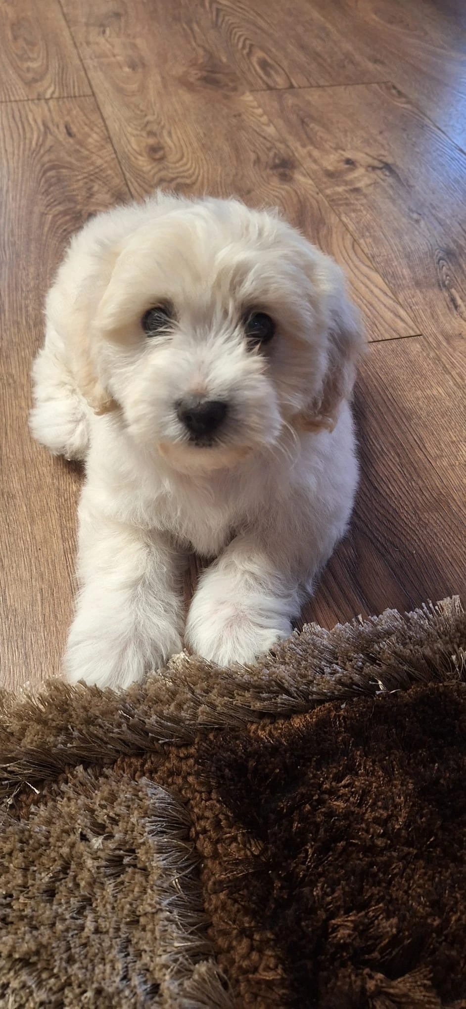 catel bichon havanez baiat
