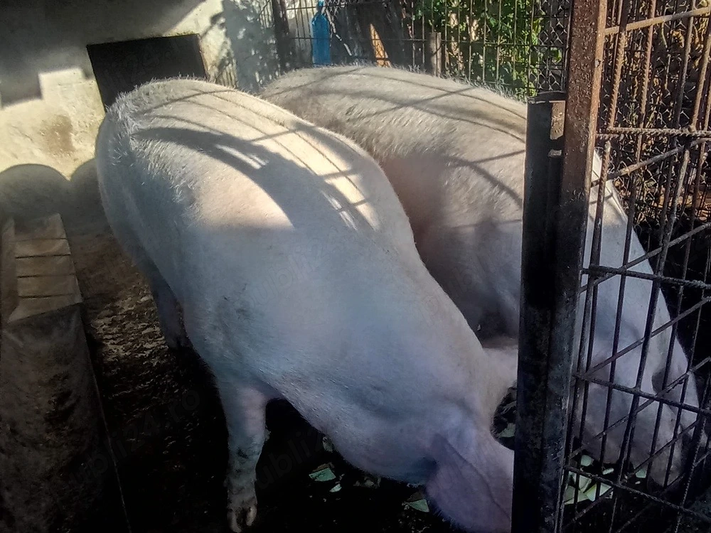 Porci mari 350 380 kg  crescuți natural
