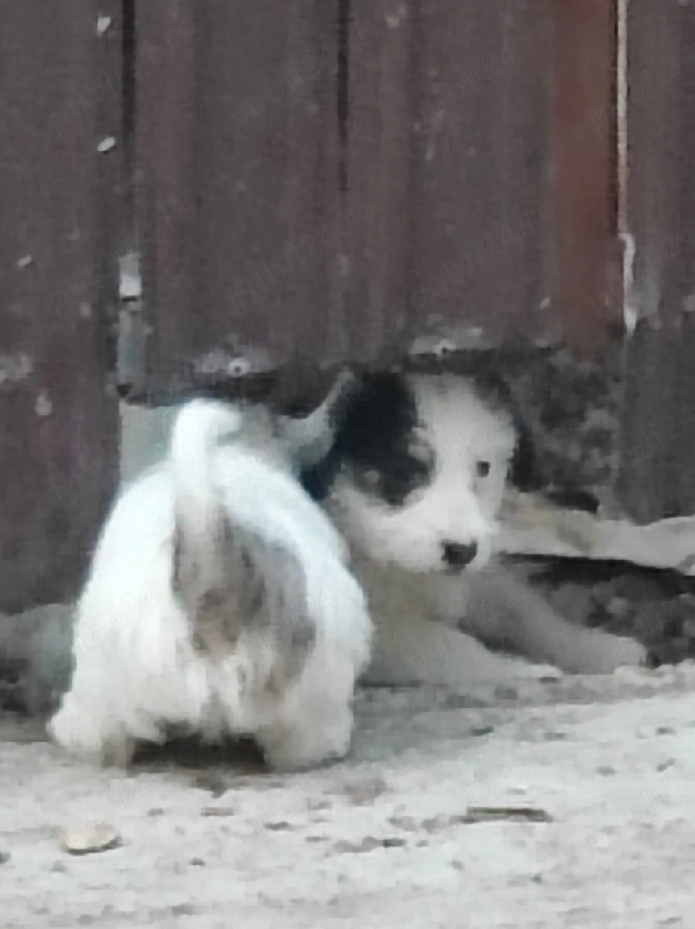 Pui bichon 